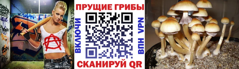 Псилоцибиновые грибы мухоморы Дорогобуж